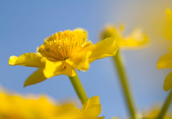 Dotterbloemen Dotterbloemen