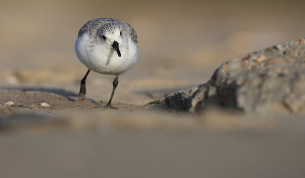 Strandwandeling