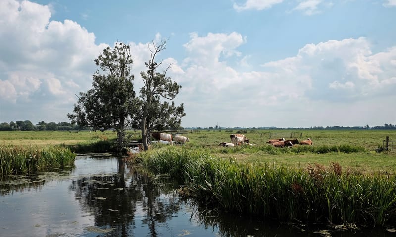 Zomers landschap met koeien