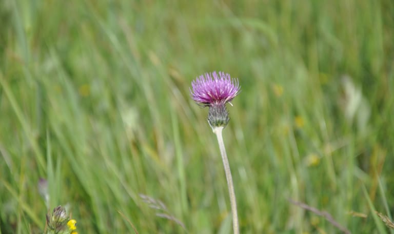 Ontdek de duinen