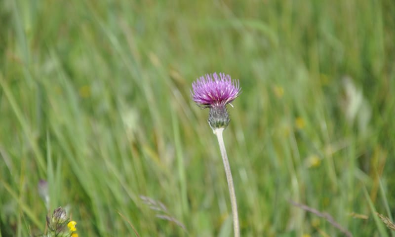 Ontdek de duinen