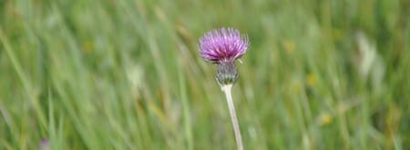 Ontdek de duinen