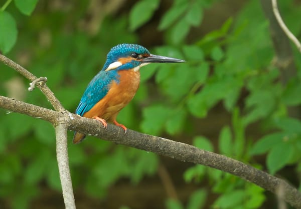 ijsvogel