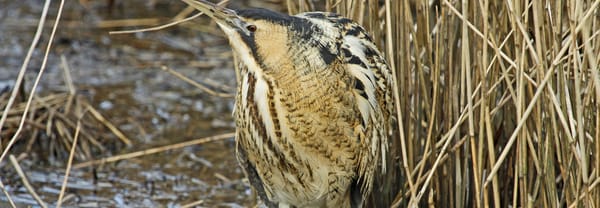 Roerdomp in het riet