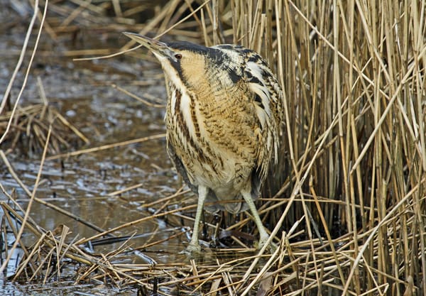 Roerdomp in het riet