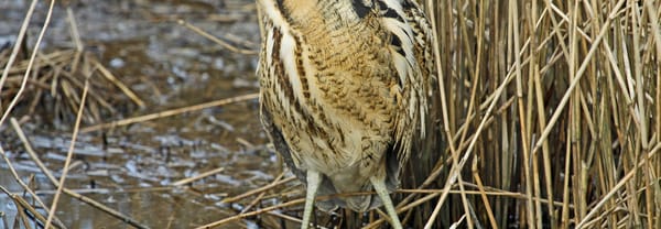 Roerdomp in het riet