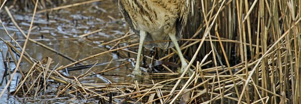 Roerdomp in het riet