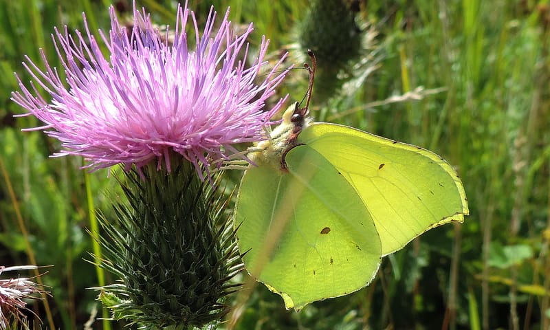 Citroenvlinder