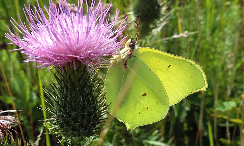 Citroenvlinder
