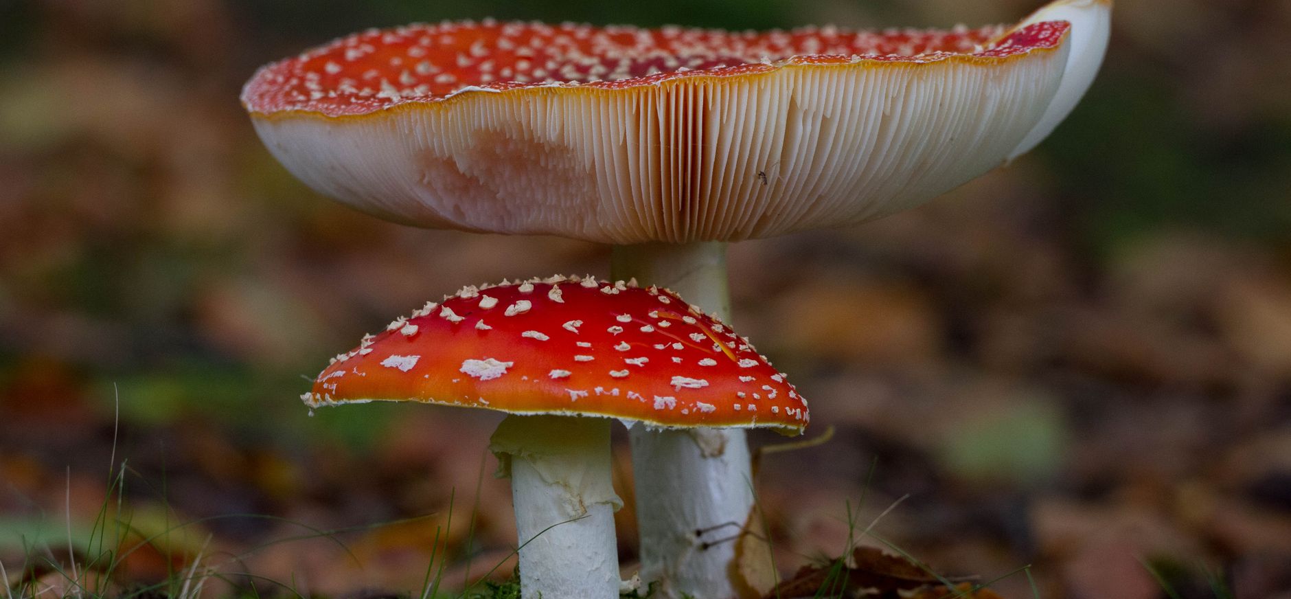 Paddenstoelen in het bos