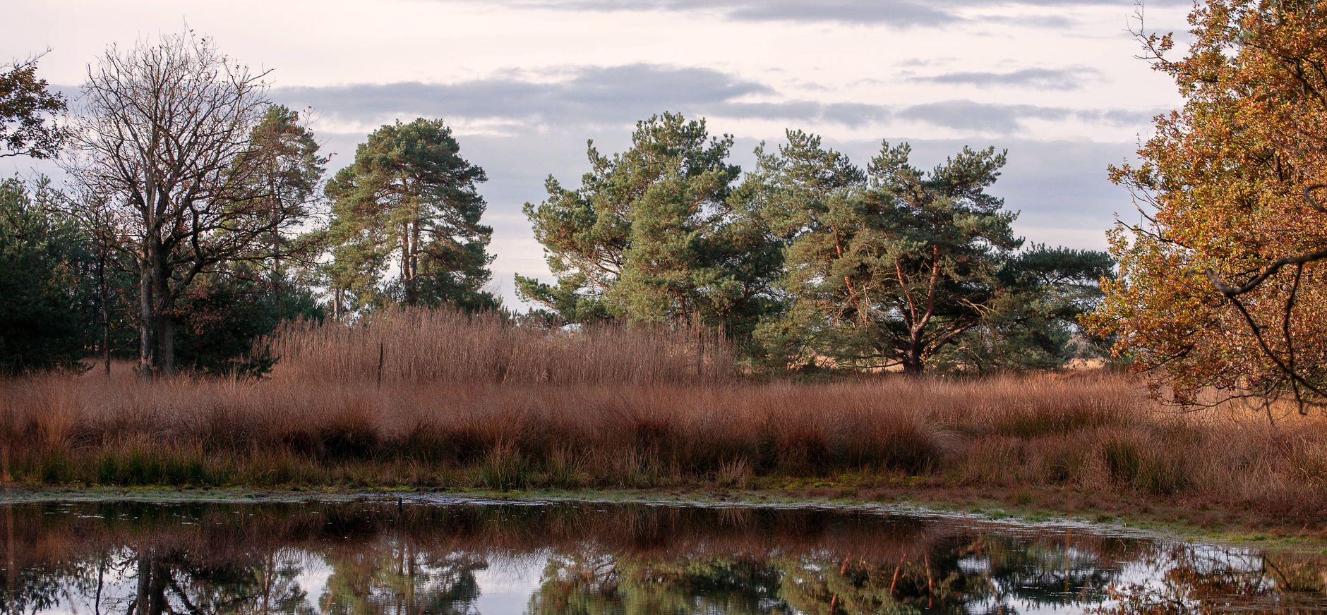 Reflectie op de Kampina