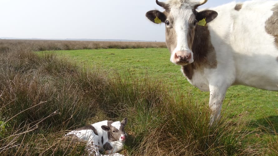 Wandelroute Dal van de Turfvaart
