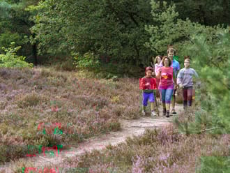 Wandelroute Brunssummerheide, gezinsroute (geel)