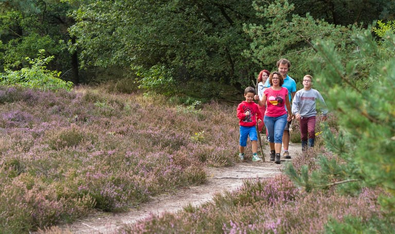 Wandelroute Brunssummerheide, gezinsroute (geel)