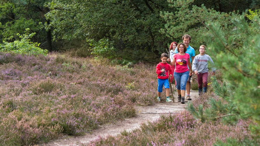 Wandelroute Brunssummerheide, gezinsroute (geel)