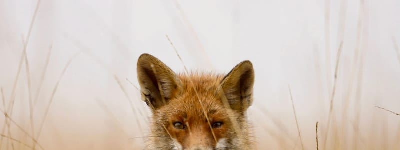Vos op de Veluwe