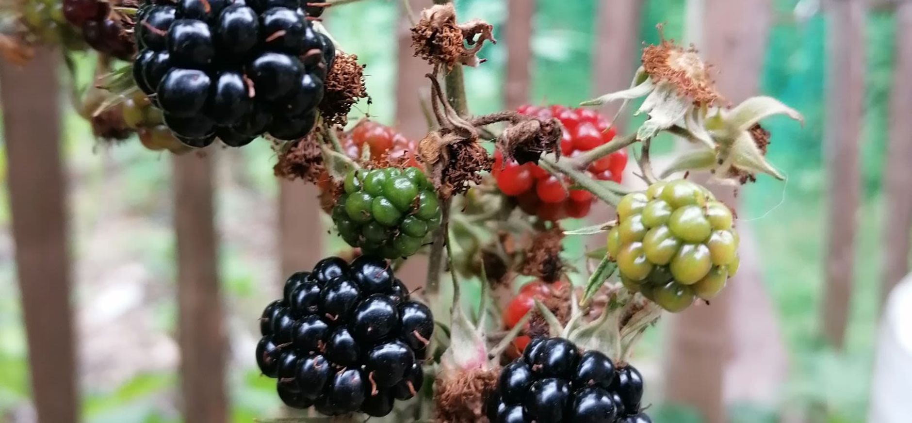 Bramen uit eigen tuin
