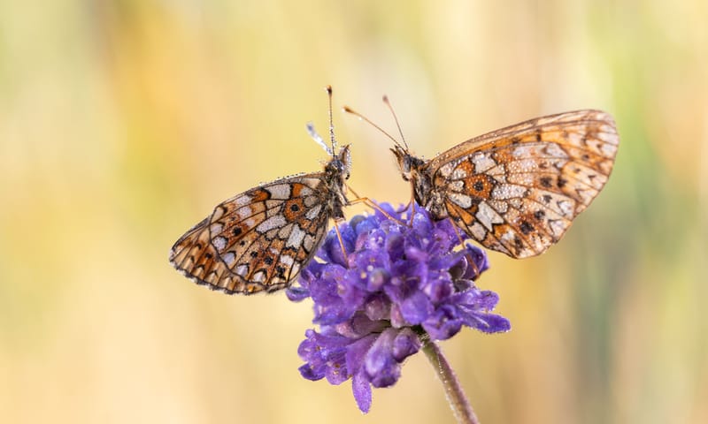 2 zilveren manen op de blauwe knoop