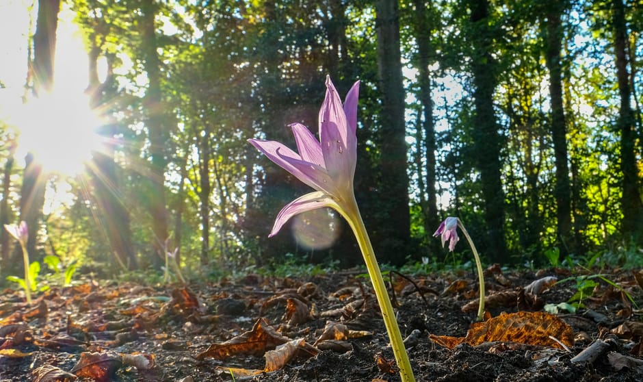 HerfstStijloos in laatste licht gevangen