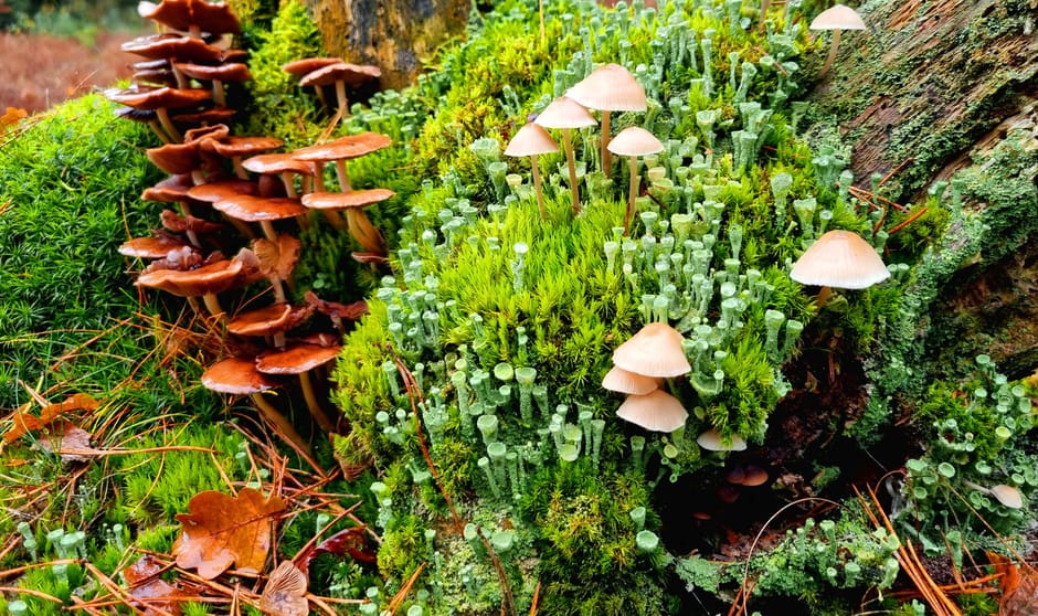 Herfst boeket zoals alleen Moeder Natuur dit kan samenstellen.