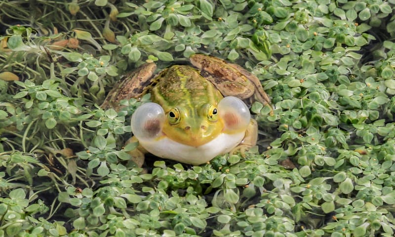 een kleine kikker met veel lawaai