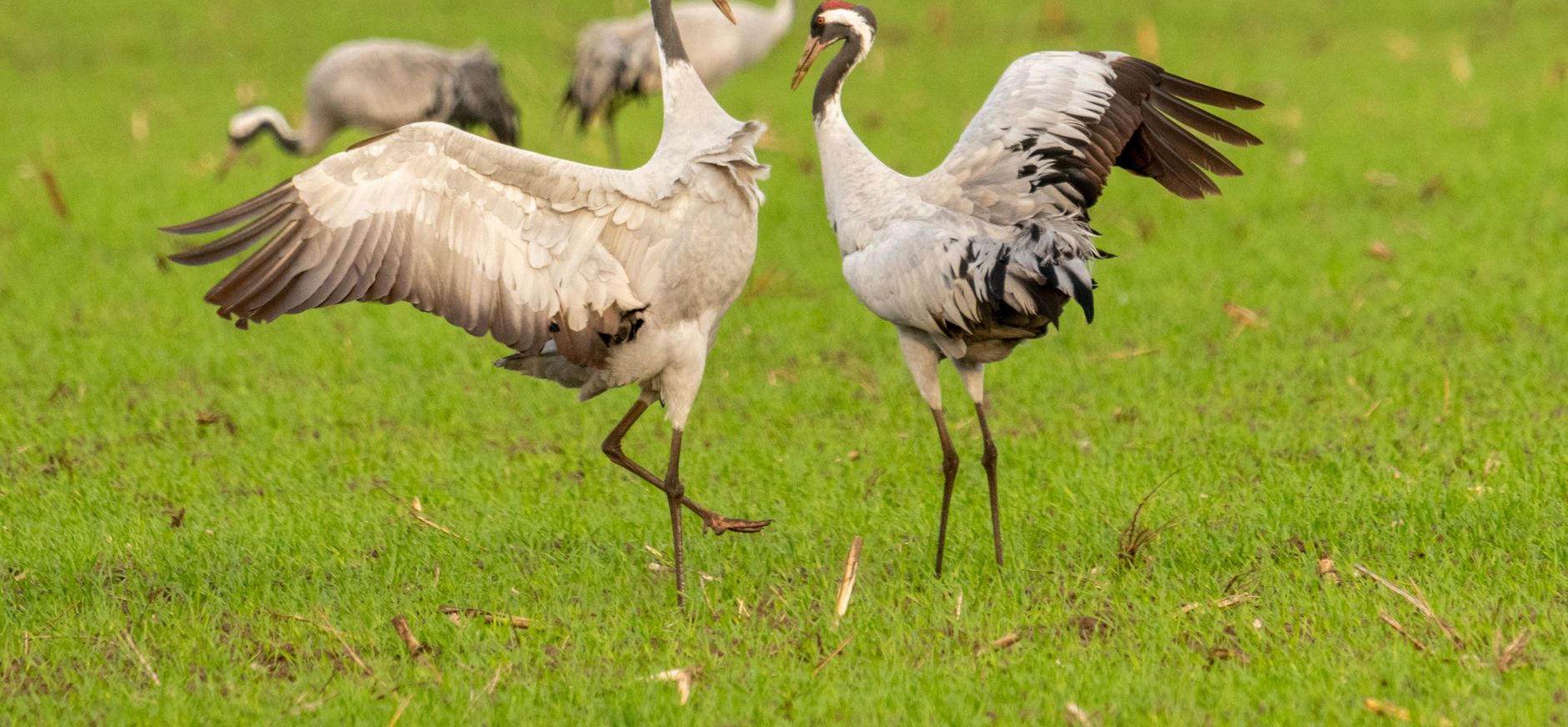 Kraanvogels show off