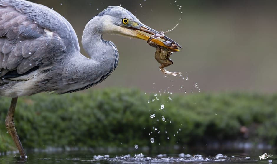 Blauwe reiger werkt een groene kikker naar binnen