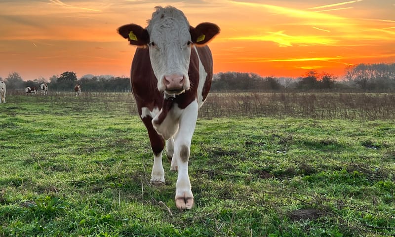 Koe in de zonsopkomst