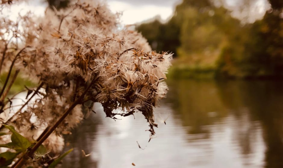 Prachtige plant langs het water van de Mallumse molen Eibergen.