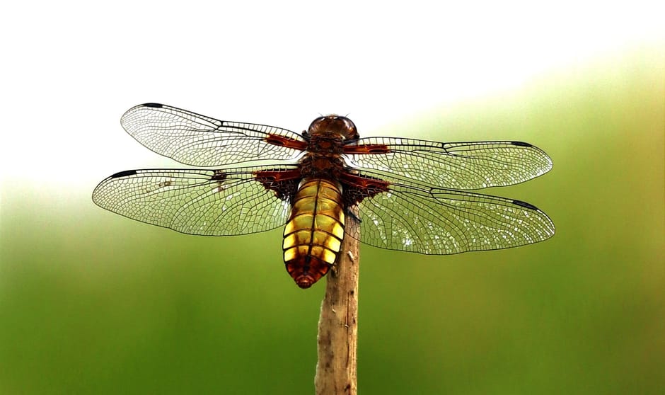 Platbuik libelle , vrouwtje