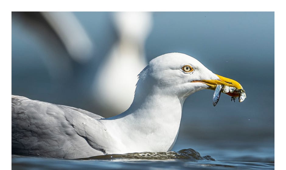 Texel nabij de Cocksdorp