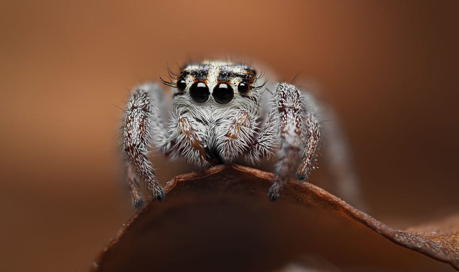Ovale dennenspringer, 15 foto's in elkaar (springspin van maar 1,5 mm!) :) Just chillin on an old leaf .