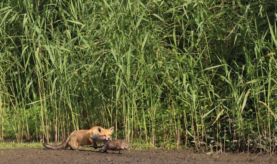 Vos vangt muskusrat in de Groene Jonker