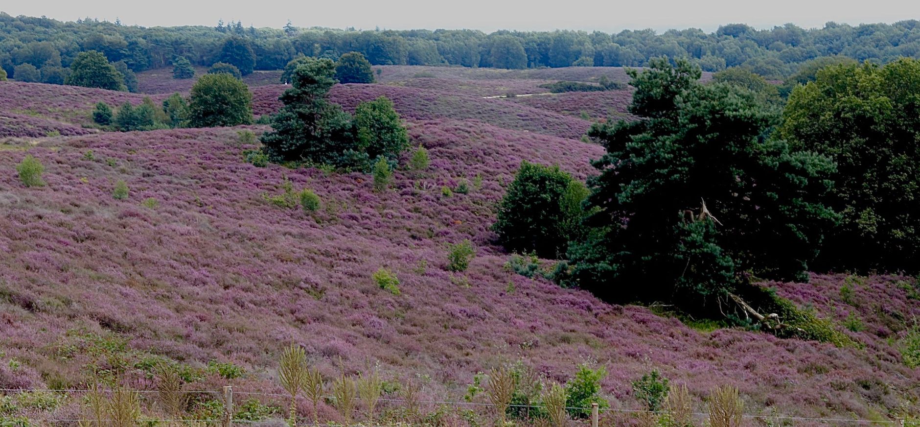 Heide in bloei 