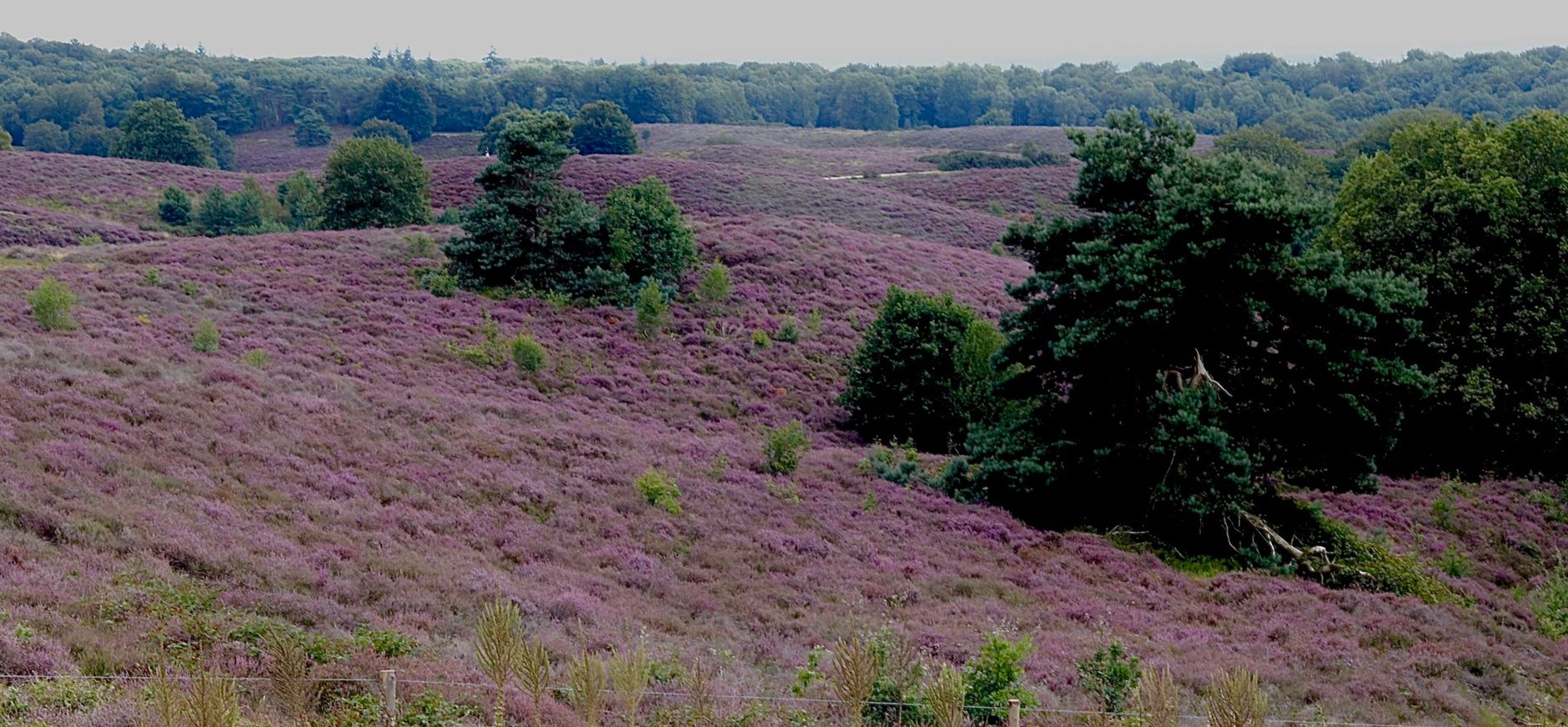 Heide in bloei
