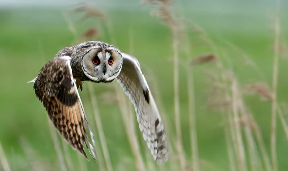Deze jagende Ransuil kwam recht op mij af gevlogen in natuurgebied Het Bossche Broek