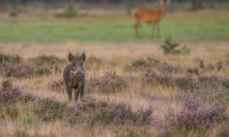 Nieuwsgierig wild zwijntje op de Hoge Veluwe met op de achtergrond de contouren van een jong edelhert.