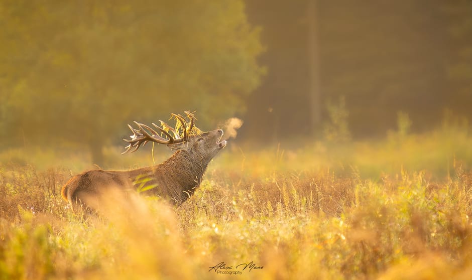 Burlend Edelhert tijdens bronsttijd in mooi warm licht!