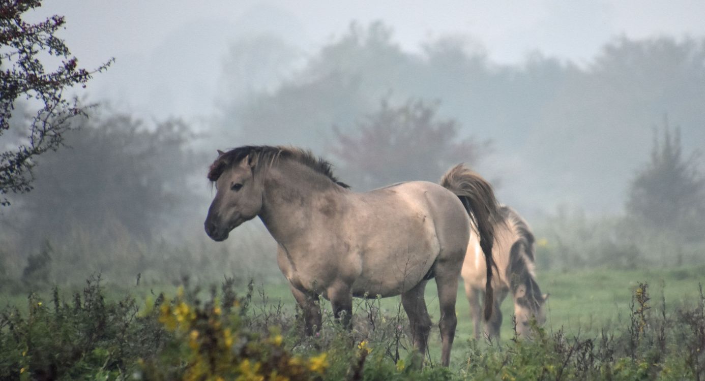 Konikpaard in de mist