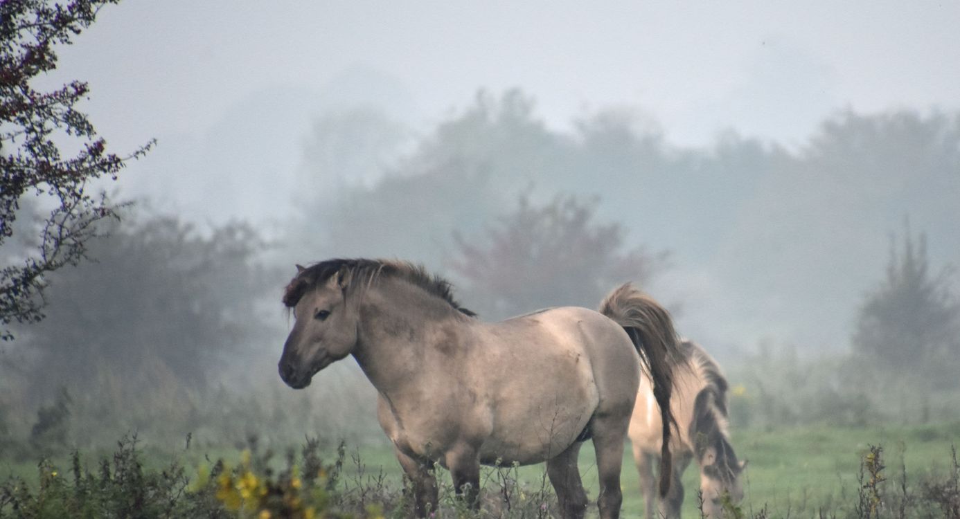 Konikpaard in de mist