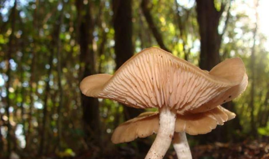 De paddenstoel in het bos met een mooi achtergrond