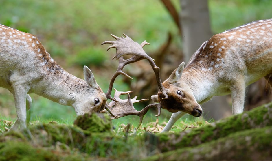 Herten in bronsttijd - Waterleidingduinen Vogelenzang