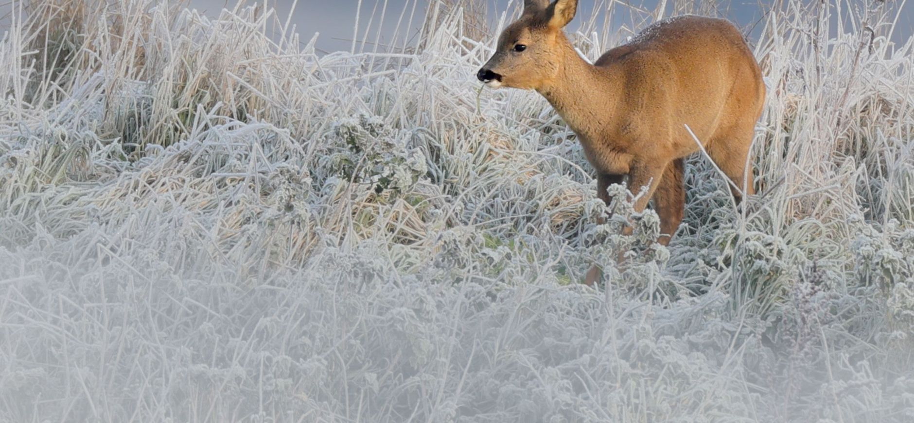Jonge ree in winters landschap