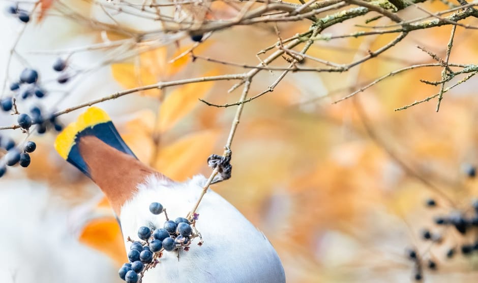 Nederlands mooiste wintergast, de Pestvogel. Weet op acrobatische wijze elk besje te bemachtigen.