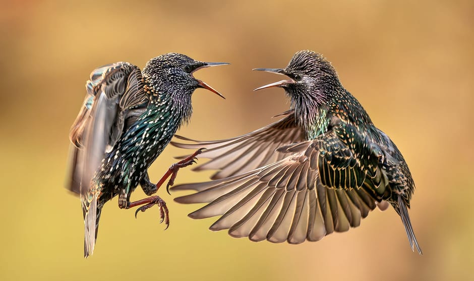 Twee gespikkelde schreeuwende spreeuwen zijn het niet met elkaar eens