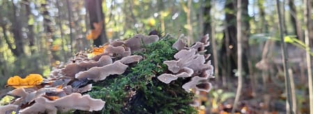Magische berg met paddenstoelen