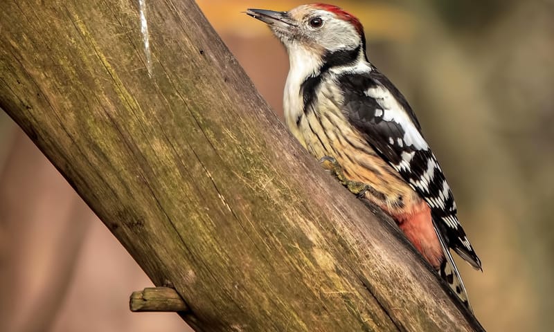 Middelste bonte specht