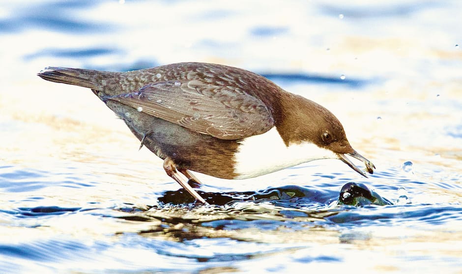 Zwartbuikwaterspreeuw