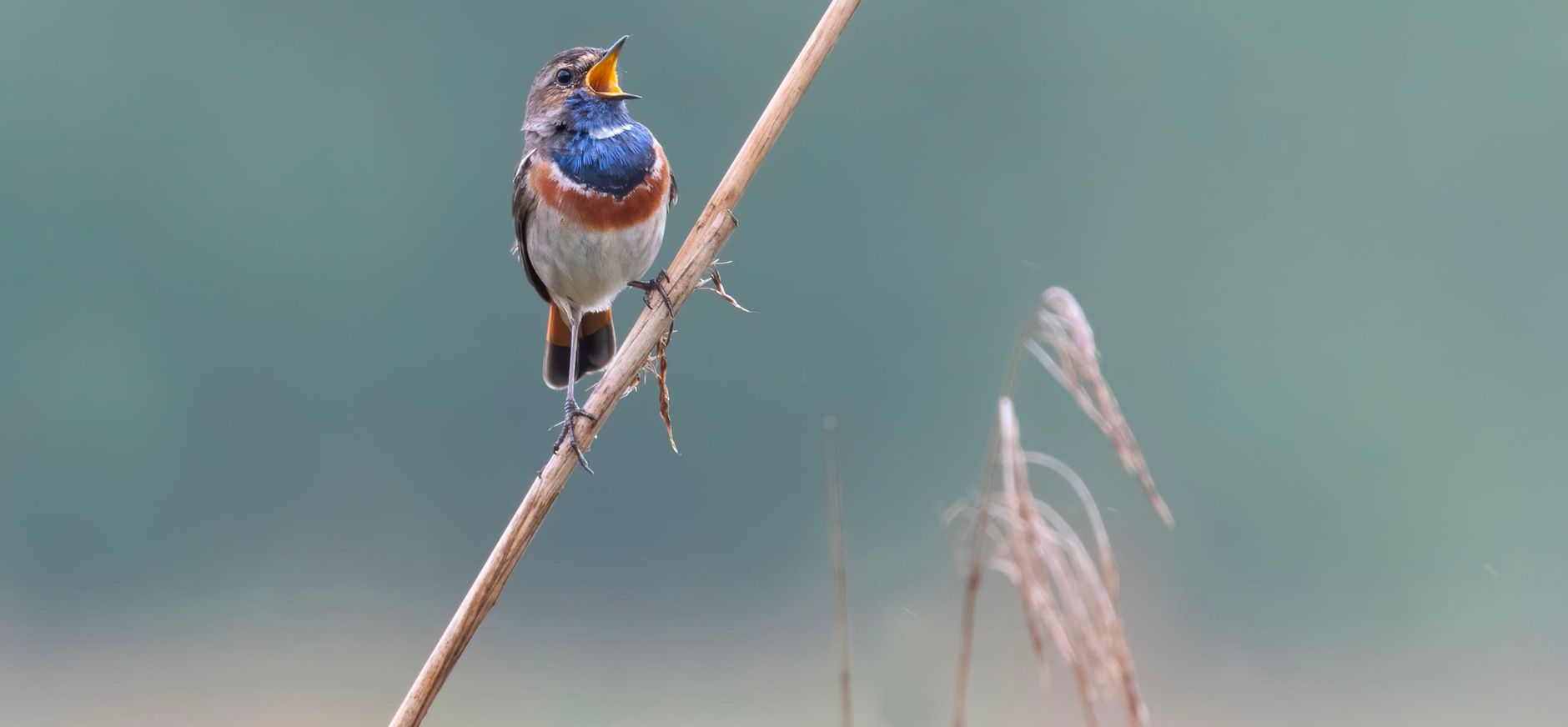 Blauwborst Blauwborst