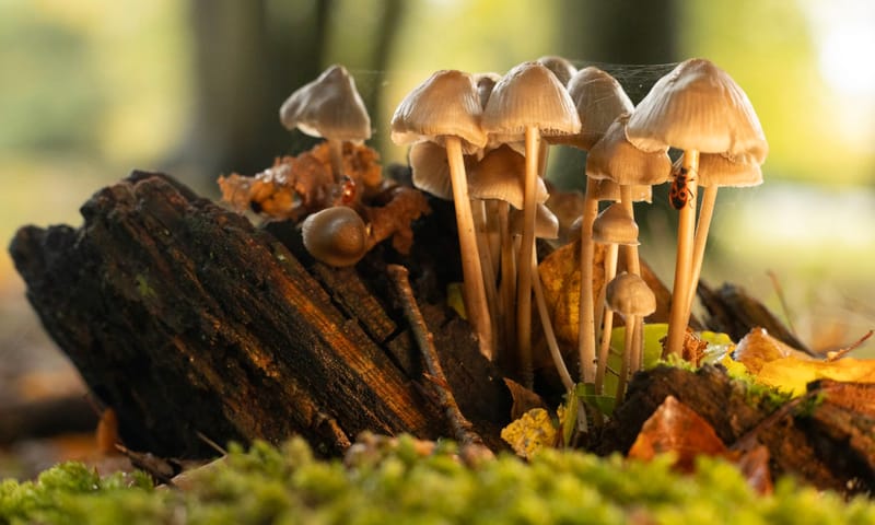 fvdm-1727986601457.jpeg fvdm-1727986601457.jpeg